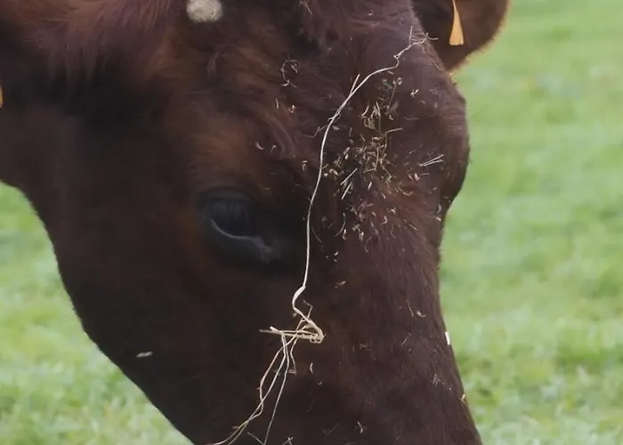 L'instant Bucolique Gospodarstwo agroturystyczne